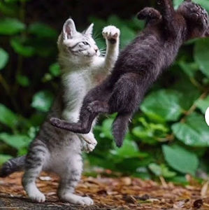 Meet your Posher, Buzz